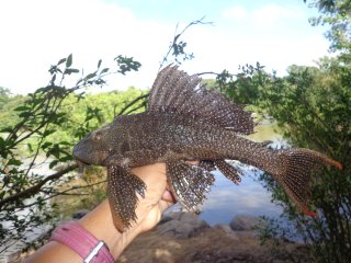 Pterygoplichthys xinguensis