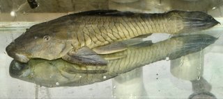 Common member of the genus Rhinelepis