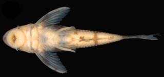 Rhinotocinclus bockmanni