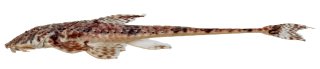 Rineloricaria buckupi