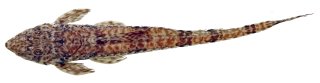 Rineloricaria buckupi