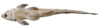 Rineloricaria buckupi