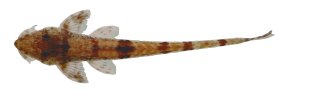 Rineloricaria buckupi