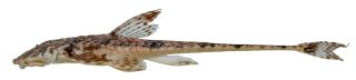 Rineloricaria buckupi