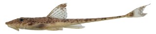 Rineloricaria buckupi
