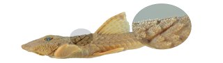 Rineloricaria buckupi