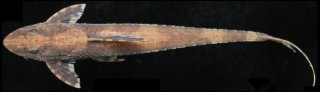 Rineloricaria heteroptera