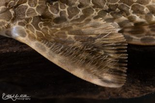 Rineloricaria teffeana