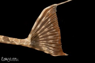 Rineloricaria teffeana