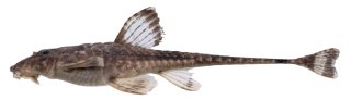 Rineloricaria zawadzkii