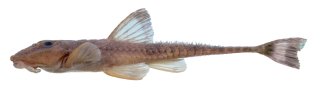 Rineloricaria zawadzkii