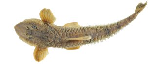 Rineloricaria zawadzkii
