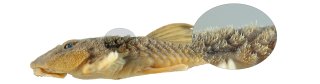 Rineloricaria zawadzkii