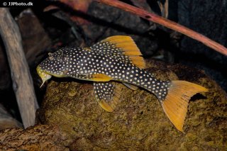 Scobinancistrus aureatus