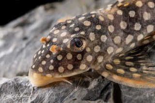 Scobinancistrus aureatus