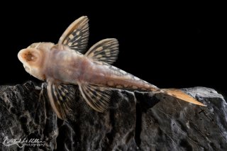 Scobinancistrus aureatus