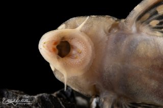 Scobinancistrus aureatus