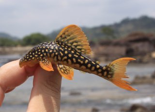 Scobinancistrus aureatus