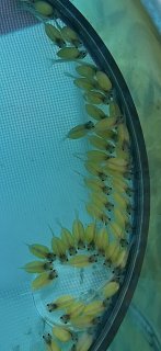 Scobinancistrus aureatus