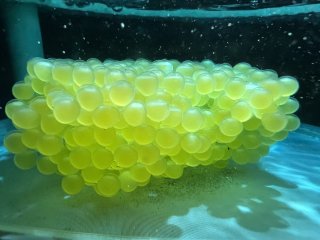 Scobinancistrus aureatus