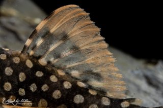 Scobinancistrus aureatus