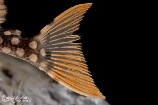 Scobinancistrus aureatus