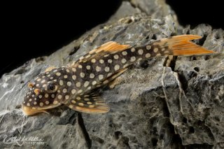 Scobinancistrus aureatus