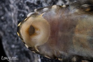 Scobinancistrus cf. pariolispos