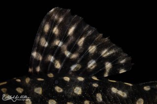 Scobinancistrus cf. pariolispos