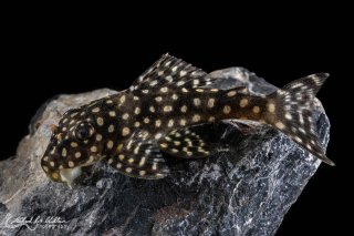 Scobinancistrus cf. pariolispos