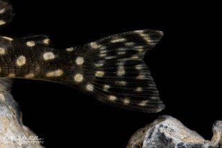 Scobinancistrus cf. pariolispos