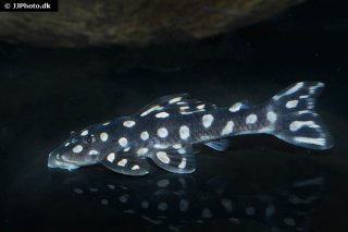 Scobinancistrus raonii