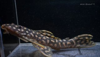 Scobinancistrus raonii