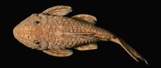 Spectracanthicus tocantinensis