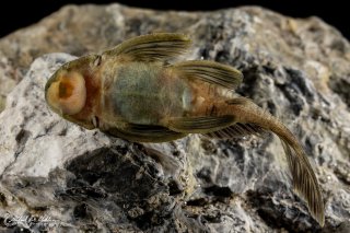 Spectracanthicus zuanoni