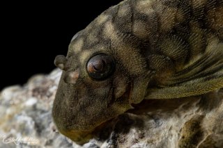 Spectracanthicus zuanoni