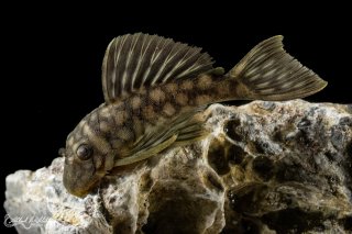 Spectracanthicus zuanoni