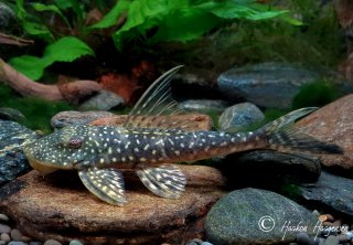 Stellantia siderea