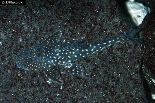 Stellantia siderea
