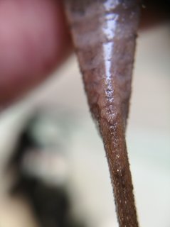 Stellantia siderea