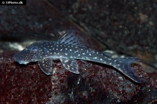 Stellantia siderea