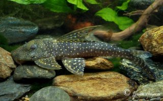 Stellantia siderea