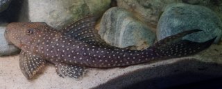Stellantia siderea