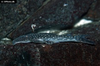 Stellantia siderea
