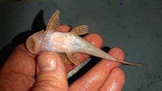 Stellantia siderea