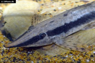 Sturisoma nigrirostrum