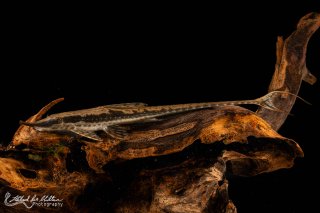 Sturisoma rostratum