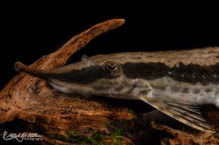 Sturisoma rostratum