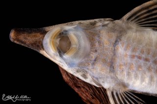 Sturisoma rostratum