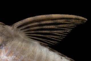 Sturisoma rostratum